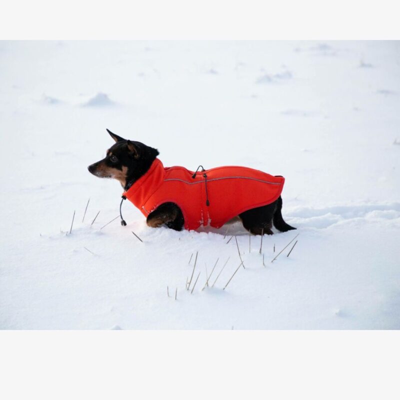 softshell chaqueta para perros naranja