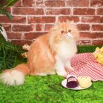 juguete gato hugsmart cheese and wine catnip